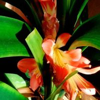 クンシラン,室内縁側温室の画像