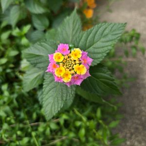 ランタナ,ランタナ,鉢植え,今日の一枚,おうち園芸の画像