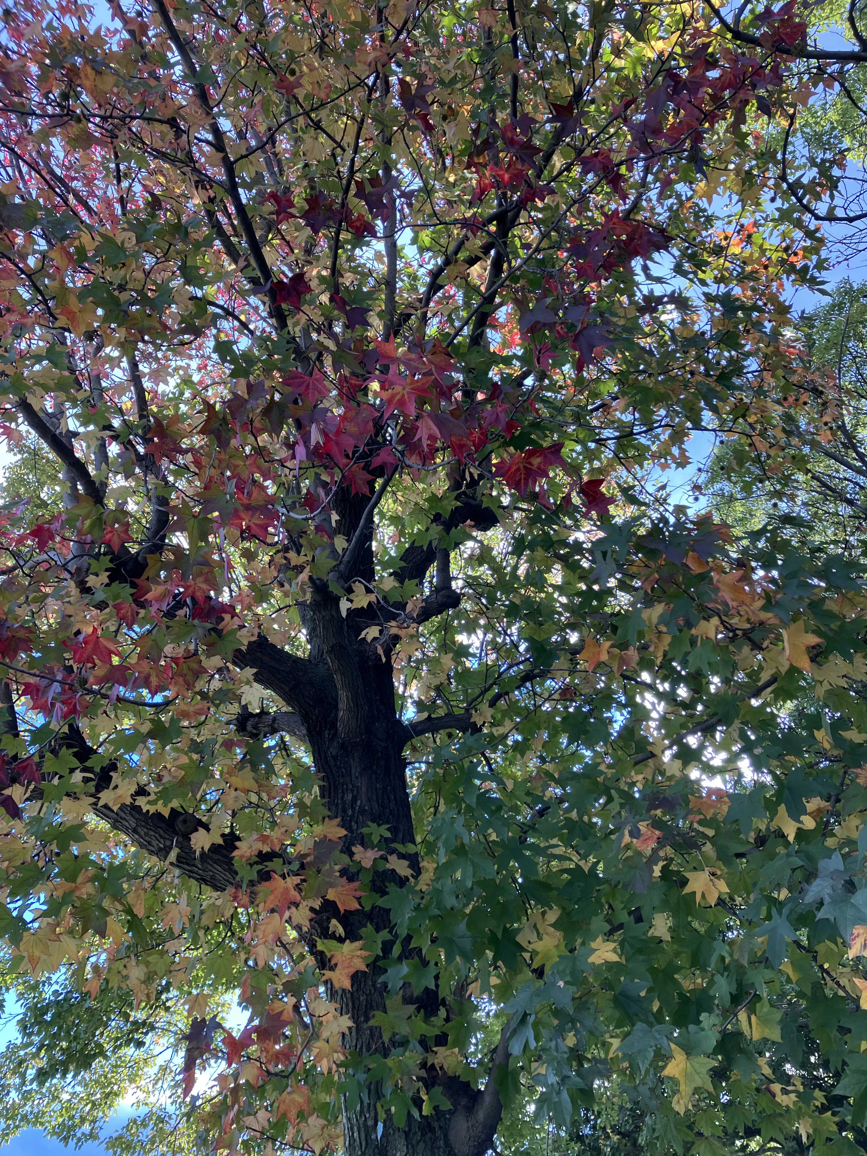 NO．80モミジバフウの実について｜🍀GreenSnap（グリーンスナップ）