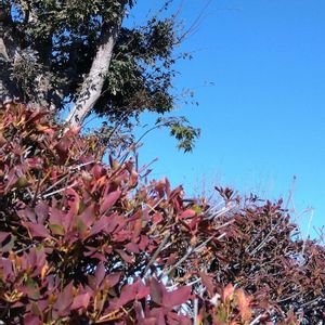 花のある暮らし,窓辺の植物,やっぱり花が好き♡,スマホで撮影,植物大好きの画像