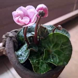 シクラメン・イリュージア・ピンクラテ,シクラメン大好き,植中毒,植物好き,益子の陶器鉢に植えての画像