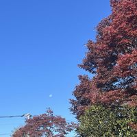 紅葉,柚子,ユズ,青空,紅葉（こうよう）の画像