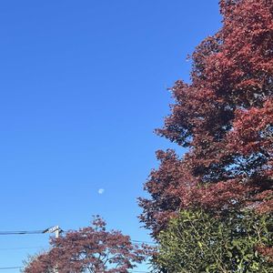 紅葉,柚子,ユズ,青空,紅葉（こうよう）の画像