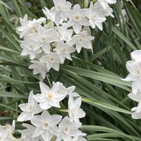 スイセン,ペチコート水仙,ペチコート水仙,ラッパスイセン,ラッパスイセンの画像