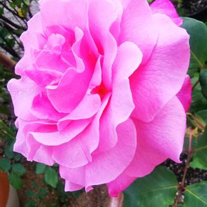 バラ 桃香,薔薇♪,バラ色の人生,ばら バラ 薔薇,薔薇愛同盟の画像