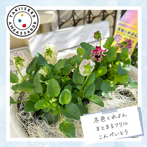 成長記録,可愛い〜♡,花のある暮らし,PR,彩りの画像