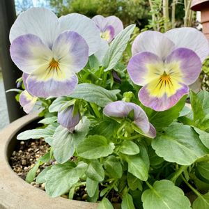 ビオラ,鉢植え,スミレ科,花咲く乙女たち♡,愛の花♡の画像