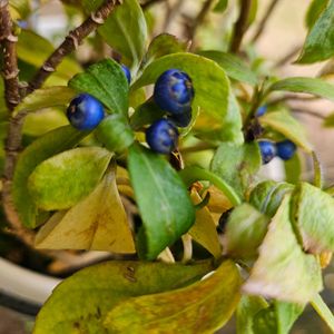 常山アジサイ 碧の瞳,鉢植え,プランター,ガーデニング初心者,園芸初心者の画像