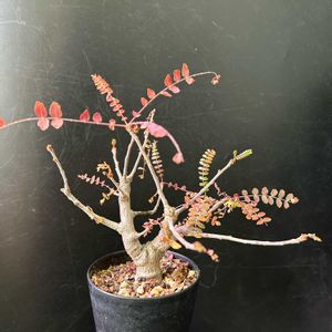 紅葉,多肉植物,観葉植物,塊根植物,コーデックスの画像