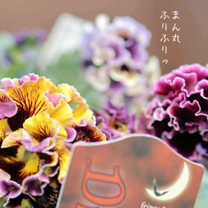 パンジー・ビオラ,寄せ植え,花のある暮らし,秋の庭,季節の移ろいの画像