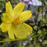 キバナコスモス,キチョウ（黄蝶）,公園にて,一体化,はじめましての蝶の画像