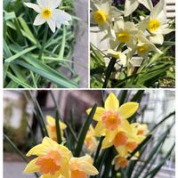 スイセン,球根,プランター植え,思い出の花,母の庭の画像