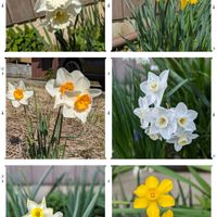 スイセン,地植え,花のある暮らし,今日のお花,富山支部の画像