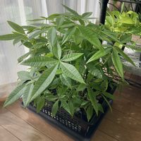 パキラ,パキラ,実生 パキラ,観葉植物,葉っぱの画像