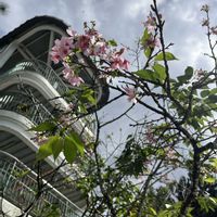 サクラ,さくら サクラ 桜,お花見,台湾,初秋の画像