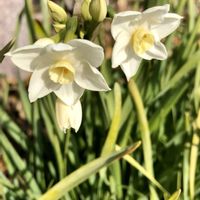 スイセン,水仙(すいせん),我が家の花壇,お出掛け先,今日のお花の画像