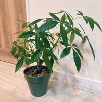 パキラ,観葉植物,リビング・ダイニングの画像