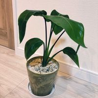 ストレリチア,観葉植物,リビング・ダイニングの画像