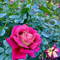 バラ,花のある暮らし,秋バラ,神代植物公園,バラフェスタの画像