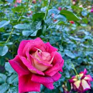 バラ,花のある暮らし,秋バラ,神代植物公園,バラフェスタの画像