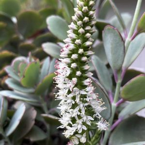 ナチュラルガーデン,花のある暮らし,多肉植物♡,しぞーか勢,庭の画像