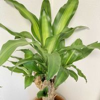 ドラセナ,ドラセナ・マッサンゲアナ,ドラセナ マッサンゲアナ(幸福の木),観葉植物,植物の画像