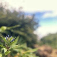 竜胆,りんどう,気になる花,山で出会った花たち,安達太良山の画像