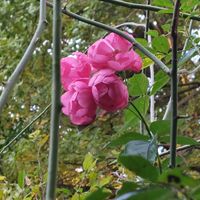 ペチュニア,薔薇 アンジェラ,菊 の花,南天(なんてん),可愛い〜♡の画像