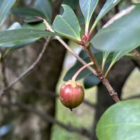 モッコク,赤い実,植物散歩,真っ赤な火曜日の画像