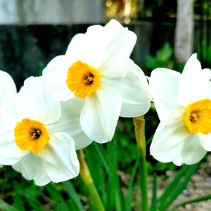 口紅水仙,山口県民,花壇,スマホ撮影,今日のお花の画像