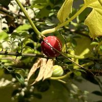 オキナワスズメウリ,鉢植え,可愛い,山野草,放置栽培の画像