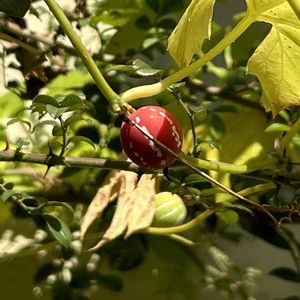 オキナワスズメウリ,鉢植え,可愛い,山野草,放置栽培の画像