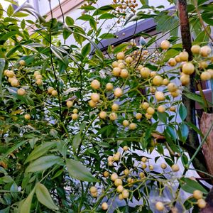 椎茸,椎茸,白南天,白南天,百日紅（サルスベリ)の画像