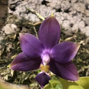 ファレノプシス ビオラセア,Phal. violacea,洋ラン,良い香り,紫色の花の画像