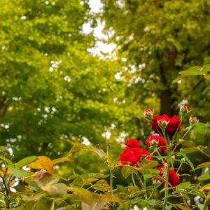 散歩,花壇,紅葉（こうよう）,花いろいろ,お出かけ先の画像