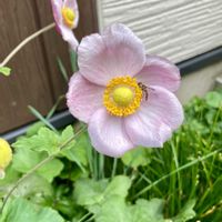 シュウメイギク,ヒヤシンス,かわいい,水耕栽培,花のある暮らしの画像