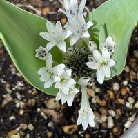 ポリキセナ マウガニー,つぼみ,白い花,植木鉢,冬の花の画像