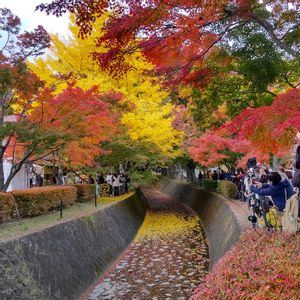 イロハモミジ,お出掛け先,しぞーか勢,河口湖もみじ回廊,河口湖もみじ回廊の画像