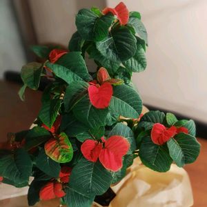 ポインセチア,ポインセチア,ポインセチア ウィンターローズ,クリスマス,植物のある暮らしの画像