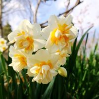 スイセン,水仙 ペーパーホワイト,ミニ水仙テータテート,今日のお花,八重咲き日本水仙♡の画像