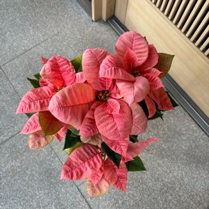 ポインセチア,鉢植え,プレゼント,花のある暮らし,結婚記念日の画像