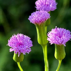 ウスベニニガナ,ウスベニニガナの果托,ウスベニニガナの冠毛,植物園,花壇の画像