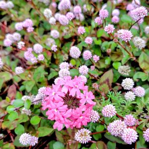 グリーンのある暮らし,ピンクのお花,秋のお庭,お花のある暮らし,あっ火曜日の画像