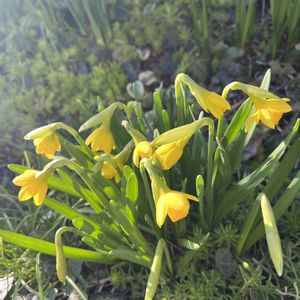 スイセン,地植え,花のある暮らし,今日のお花,庭の画像