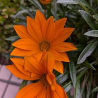 ガザニア,今日の花,オレンジの花,オレンジ色の花,ガザニア❁の画像