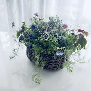 ビオラ,花日和 アイクルール,花越ビオラ 平塚弘子集,寄せ植え,ギャザリング寄せ植えの画像