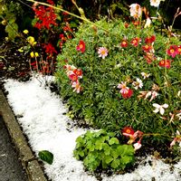 マーガレット,マーガレット,花壇,ピンクの花,緑のある暮らしの画像