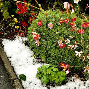 マーガレット,マーガレット,花壇,ピンクの花,緑のある暮らしの画像