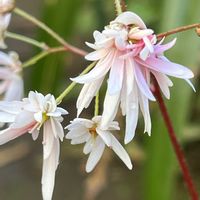 ダイモンジソウ,ダイモンジソウ・初化粧,鉢植え,山野草,多年草の画像