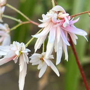 ダイモンジソウ,ダイモンジソウ・初化粧,鉢植え,山野草,多年草の画像